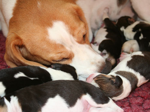 Inmitten der Babies ist die Welt in Ordnung